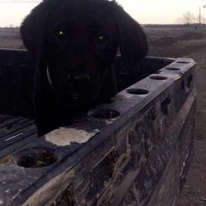 Meet your Posher, Sidney